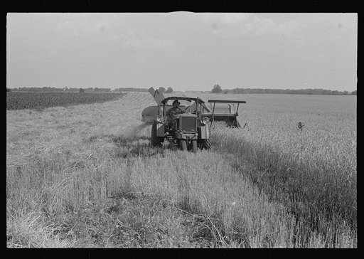 Combining wheat, central Ohio