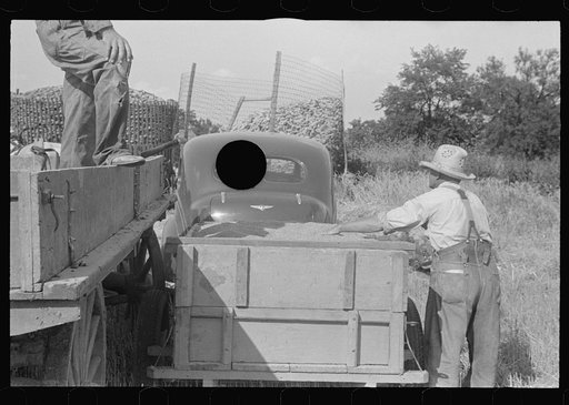 Untitled photo, possibly related to: Corn in crib, central Ohio