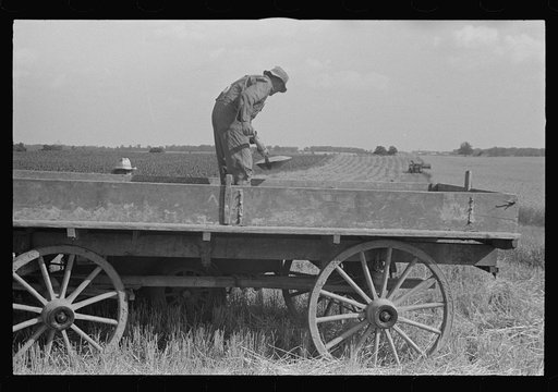 Wagon for hauling threshed wheat from field, central Ohio