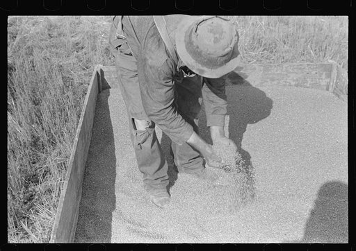 Farmer sampling wheat, central Ohio (see general caption)