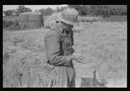 Farmer sampling his threshed wheat, central Ohio (see general caption)