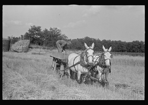 Untitled photo, possibly related to: Wagon for hauling threshed wheat from field, central Ohio