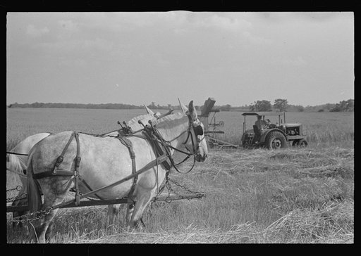 Untitled photo, possibly related to: Wagon for hauling threshed wheat from field, central Ohio