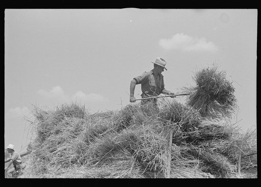 Untitled photo, possibly related to: Loading bundles of wheat for hauling to thresher, central Ohio
