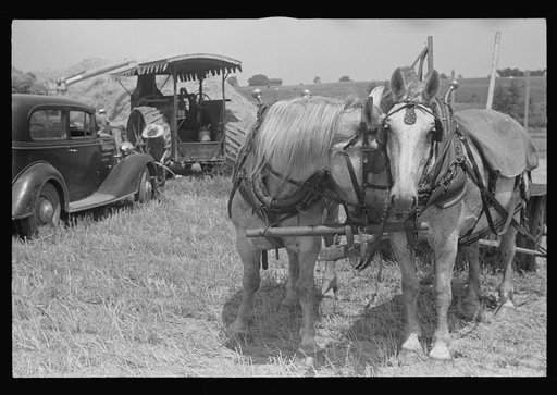 Untitled photo, possibly related to: Loading bundles of wheat for hauling to thresher, central Ohio