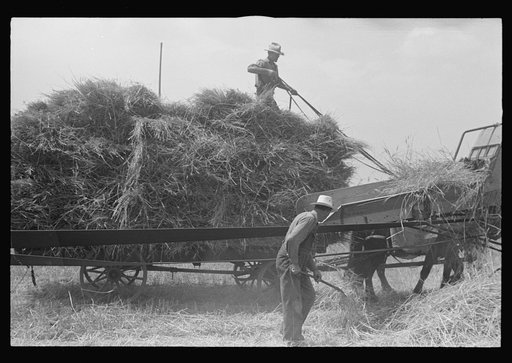 Untitled photo, possibly related to: Loading bundles of wheat for hauling to thresher, central Ohio