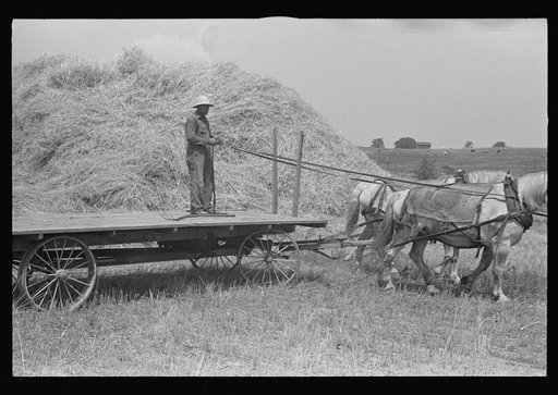 Untitled photo, possibly related to: Loading bundles of wheat for hauling to thresher, central Ohio