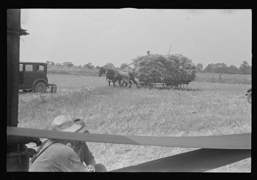 Untitled photo, possibly related to: Loading bundles of wheat for hauling to thresher, central Ohio