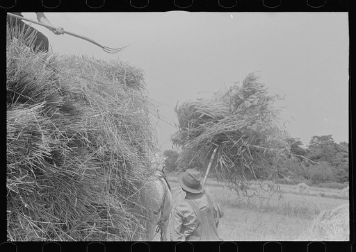 Loading bundles of wheat for hauling to thresher, central Ohio