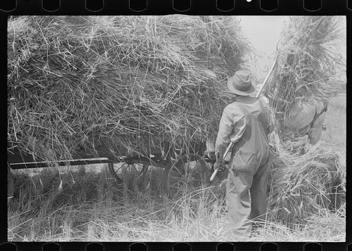 Untitled photo, possibly related to: Loading bundles of wheat for hauling to thresher, central Ohio