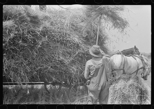Untitled photo, possibly related to: Loading bundles of wheat for hauling to thresher, central Ohio