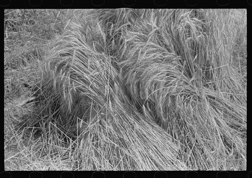 Wheat in shock, central Ohio