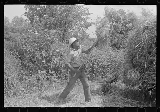 Untitled photo, possibly related to: Loading bundles of wheat for hauling to thresher, central Ohio