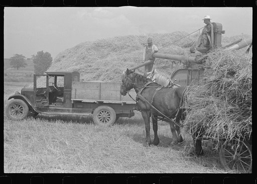 Untitled photo, possibly related to: Wheat straw being piled by cyclone stacker, central Ohio (see general caption)