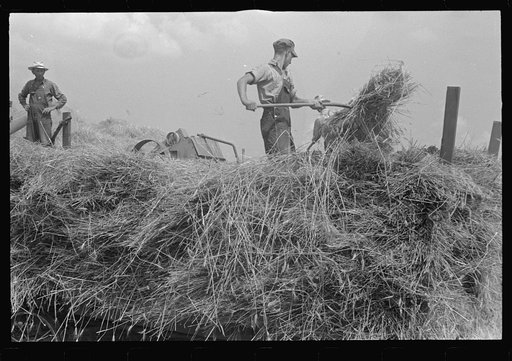 Wheat harvest in the field. Feeding the thresher, central Ohio (see general caption)