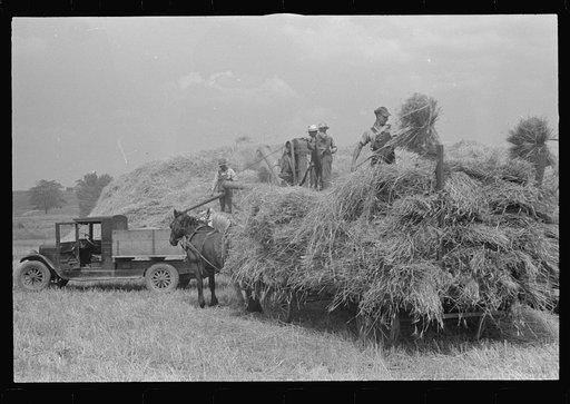 Untitled photo, possibly related to: Threshing wheat in central Ohio