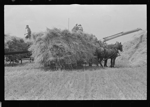 Untitled photo, possibly related to: Threshing wheat in central Ohio