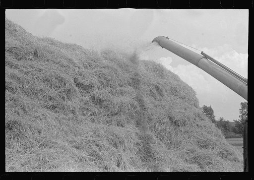 Wheat straw being piled by cyclone stacker, central Ohio (see general caption)