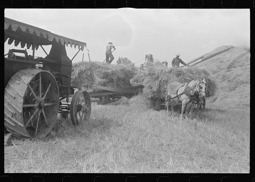 Wheat harvest in the field. Feeding the thresher, central Ohio (see general caption)