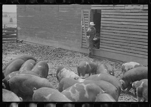 Mr. Thaxton, farmer, near Mechanicsburg, Ohio, feeding his pigs