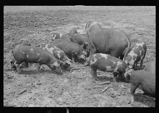 Hogs on the Thaxton farm, near Mechanicsburg, Ohio