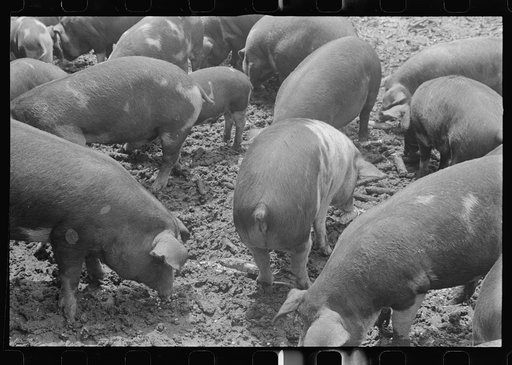 Hogs on Thaxton farm near Mechanicsburg, Ohio