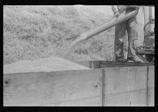 Wheat harvest in the field; the grain, central, Ohio (see general caption)