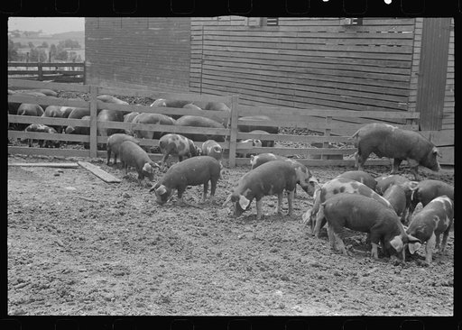 Hogs on the Thaxton farm, near Mechanicsburg, Ohio