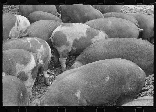 Hogs on the Thaxton farm, near Mechanicsburg, Ohio