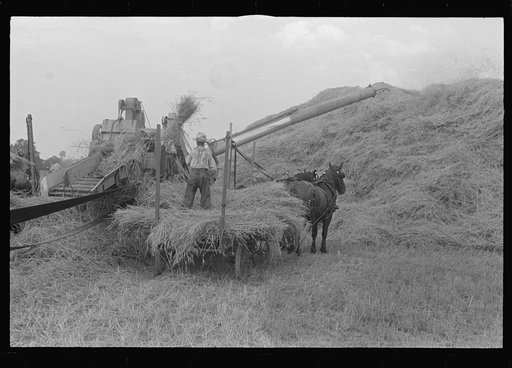 Untitled photo, possibly related to: Threshing wheat in central Ohio