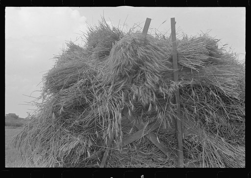 Hauling wheat to thrusher, central Ohio