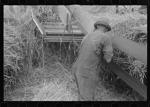 Wheat harvest in the field; feeding the thresher, central Ohio (see general caption