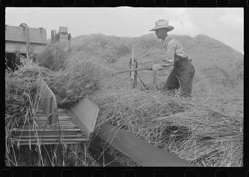 Wheat harvest in the field; feeding the thresher, central Ohio (see general caption)