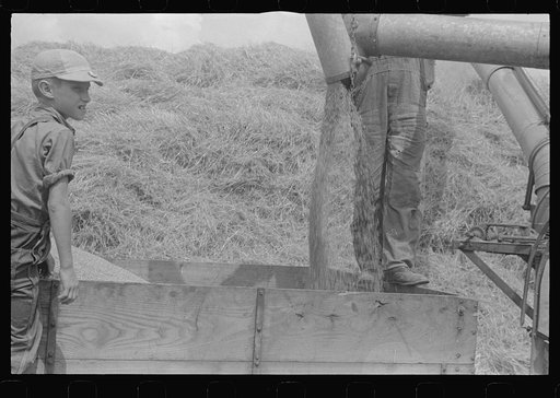 Untitled photo, possibly related to: Wheat harvest in the field; feeding the thresher, central Ohio (see general caption)
