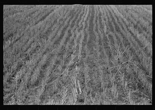 Wheat stubble, central Ohio