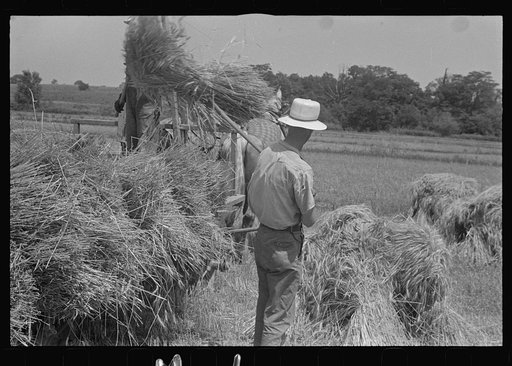Untitled photo, possibly related to: Tying bundles of wheat by hand, central Ohio
