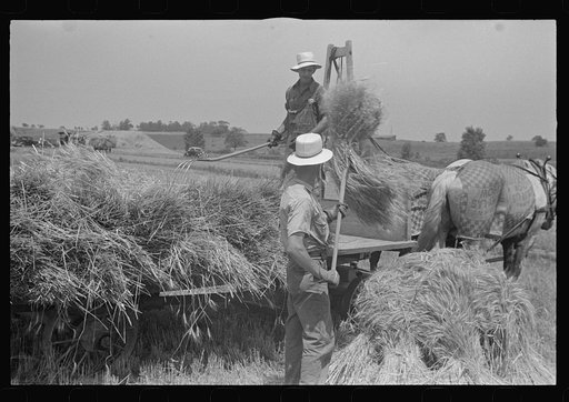 Untitled photo, possibly related to: Tying bundles of wheat by hand, central Ohio