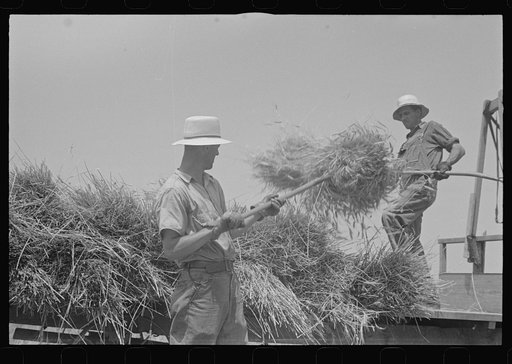 Untitled photo, possibly related to: Tying bundles of wheat by hand, central Ohio