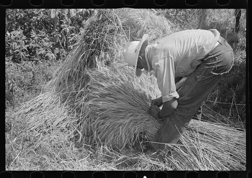 Tying bundles of wheat by hand, central Ohio