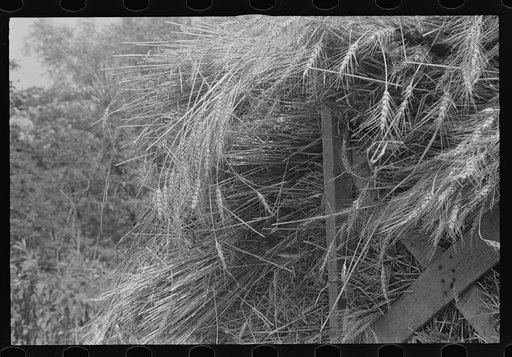 Untitled photo, possibly related to: Tying bundles of wheat by hand, central Ohio