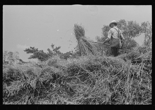 Untitled photo, possibly related to: Tying bundles of wheat by hand, central Ohio