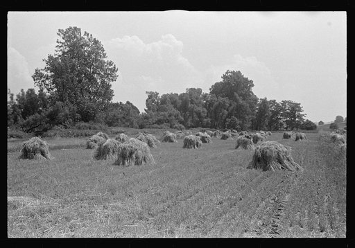 Wheat in shock, central Ohio