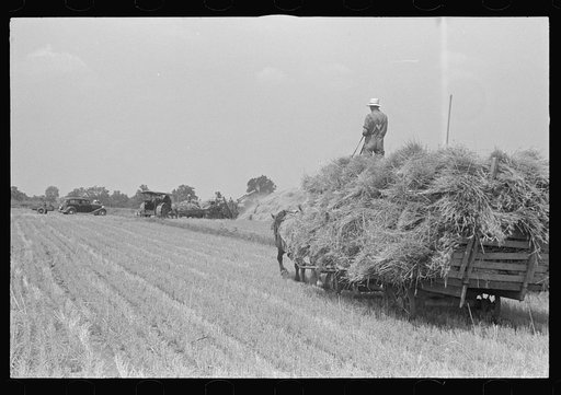 Untitled photo, possibly related to: Tying bundles of wheat by hand, central Ohio