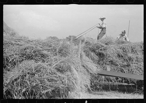 Untitled photo, possibly related to: Threshing wheat in central Ohio