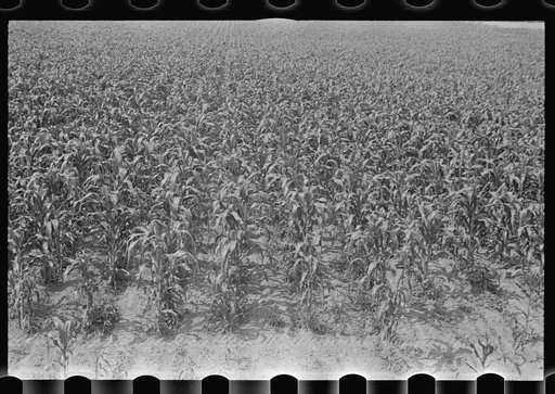 Field of young corn, central Ohio