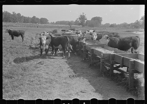 Untitled photo, possibly related to: Rack for feeding cattle in central Ohio (see general caption)