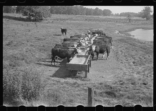 Rack for feeding cattle in central Ohio (see general caption)
