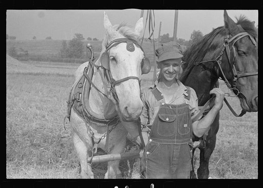 Mechanicsburg (vicinity), Ohio. Harvest hand and helper on the Virgil Thaxton farm