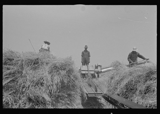 Untitled photo, possibly related to: Wheat harvest in the field; feeding the thresher. Central Ohio (see general caption)