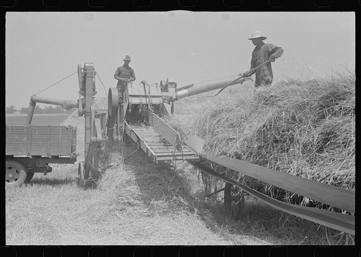 Wheat harvest in the field; feeding the thresher. Central Ohio (see general caption)